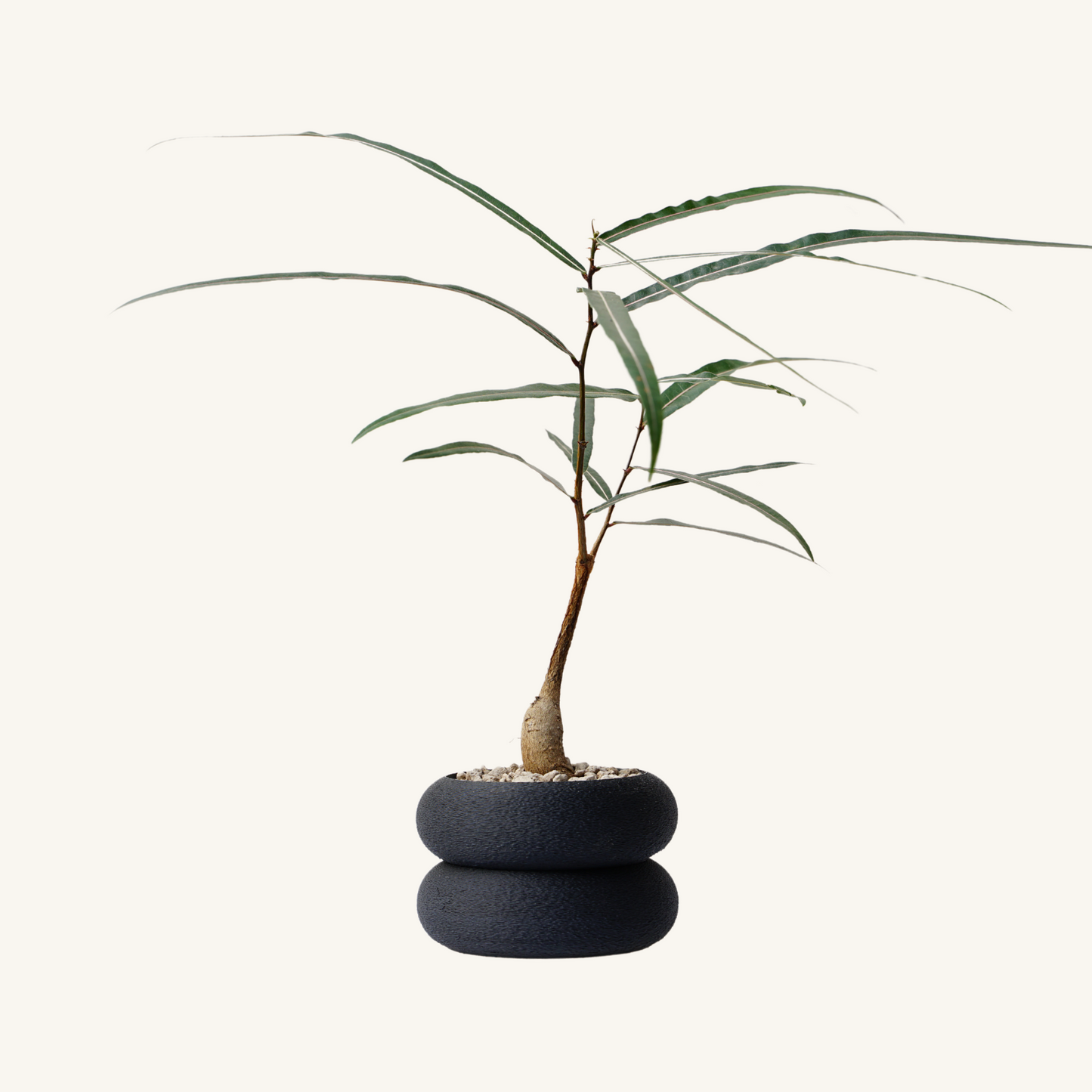 STACK STACK + Bottle tree (Brachychiton rupestris)