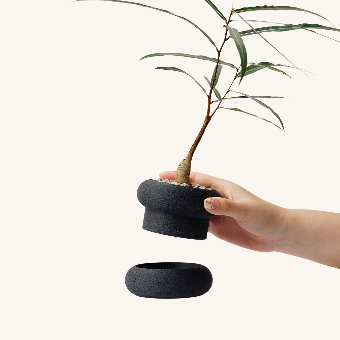 STACK STACK + Bottle tree (Brachychiton rupestris)