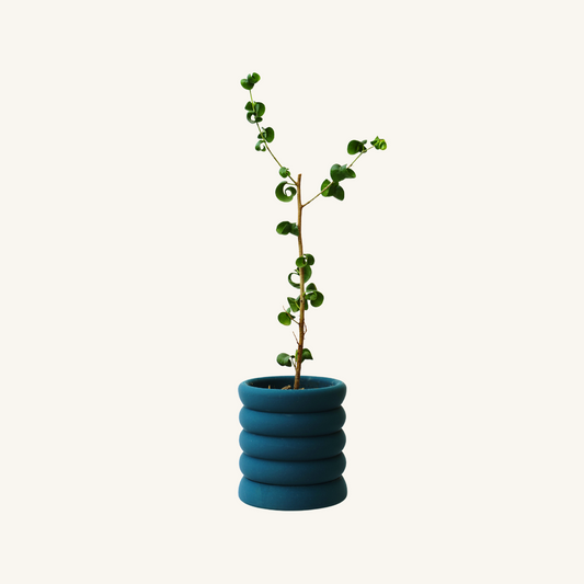 RIBBED + Ficus benjamina baroque