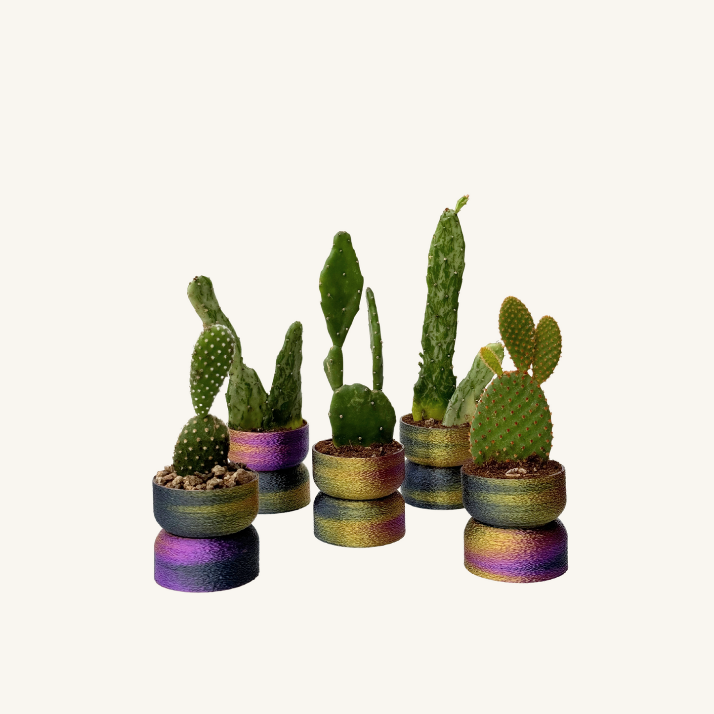 MUFFY MINI  + Succulent / Cactus