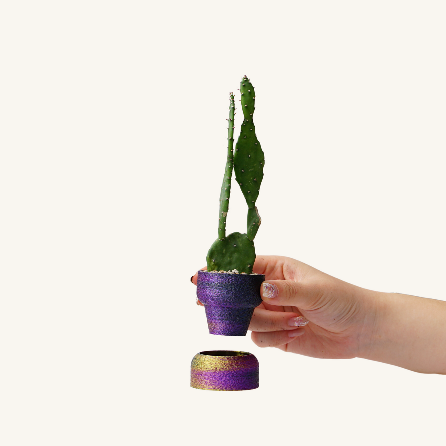 MUFFY MINI  + Succulent / Cactus