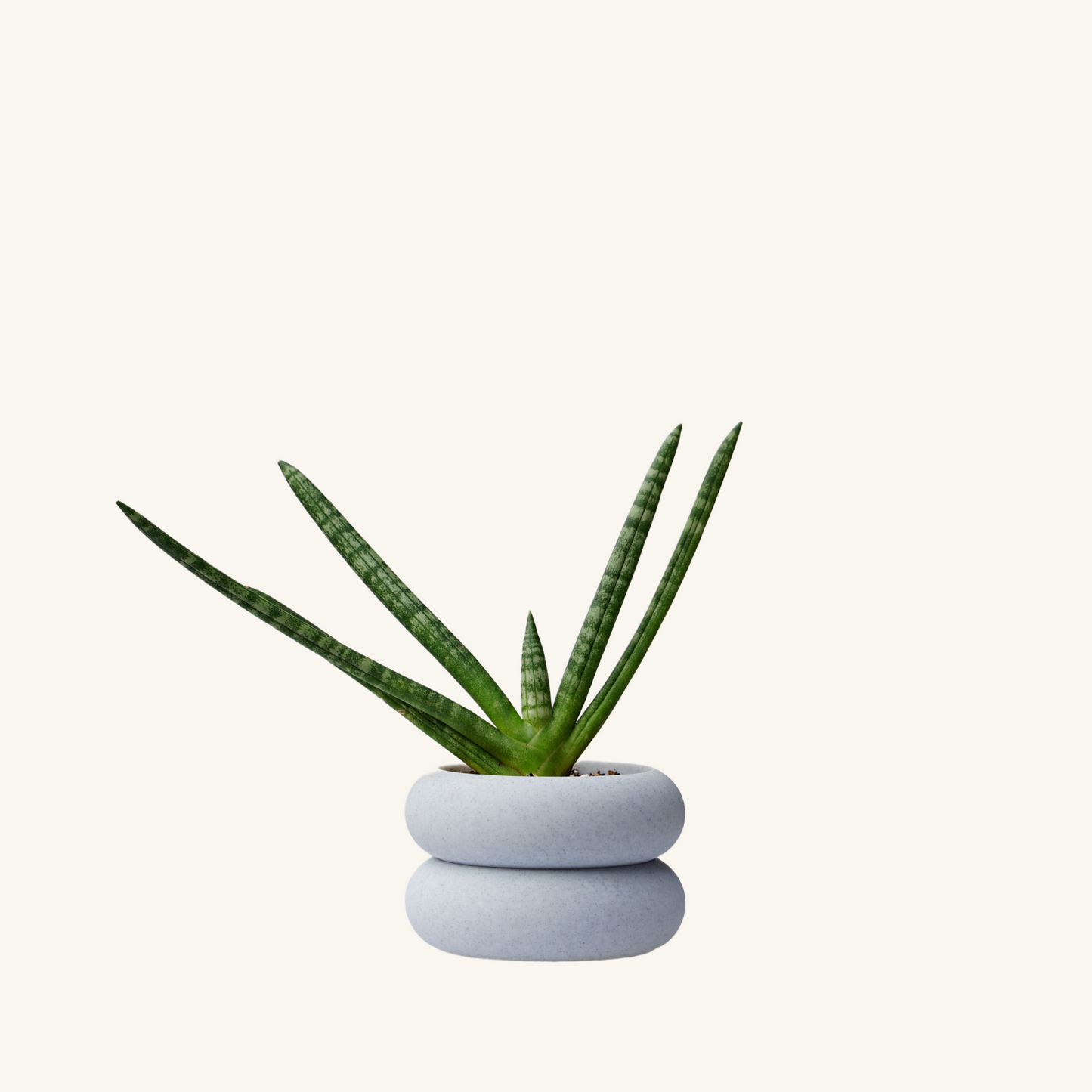 STACK STACK + Sansaveria starfish