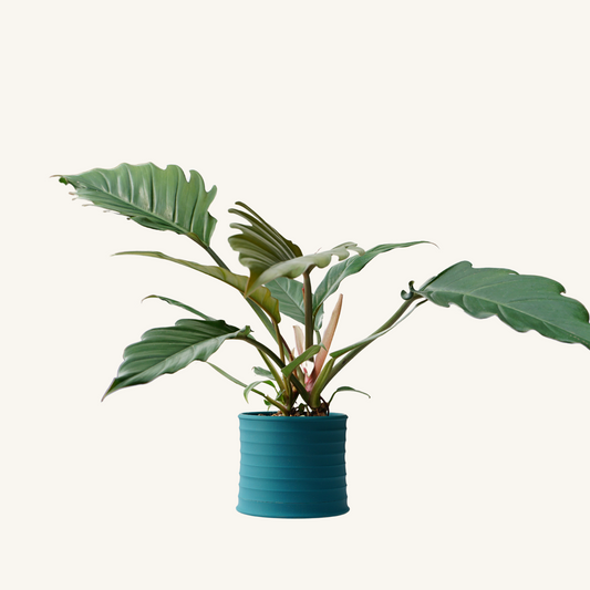 MELLOW BELLO + Philodendron Caramel Pluto