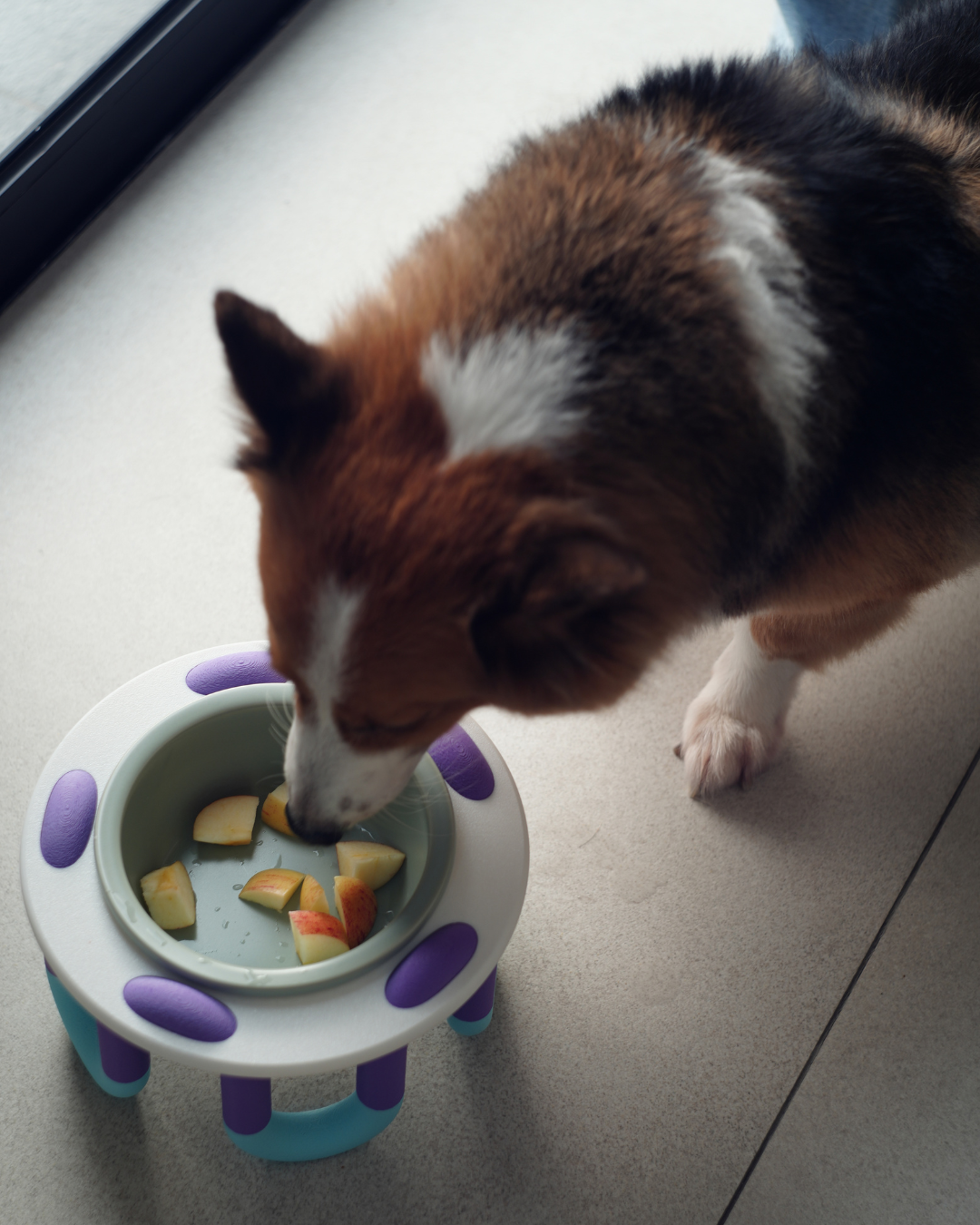 WIGGLY pet bowl // blueberry glacier
