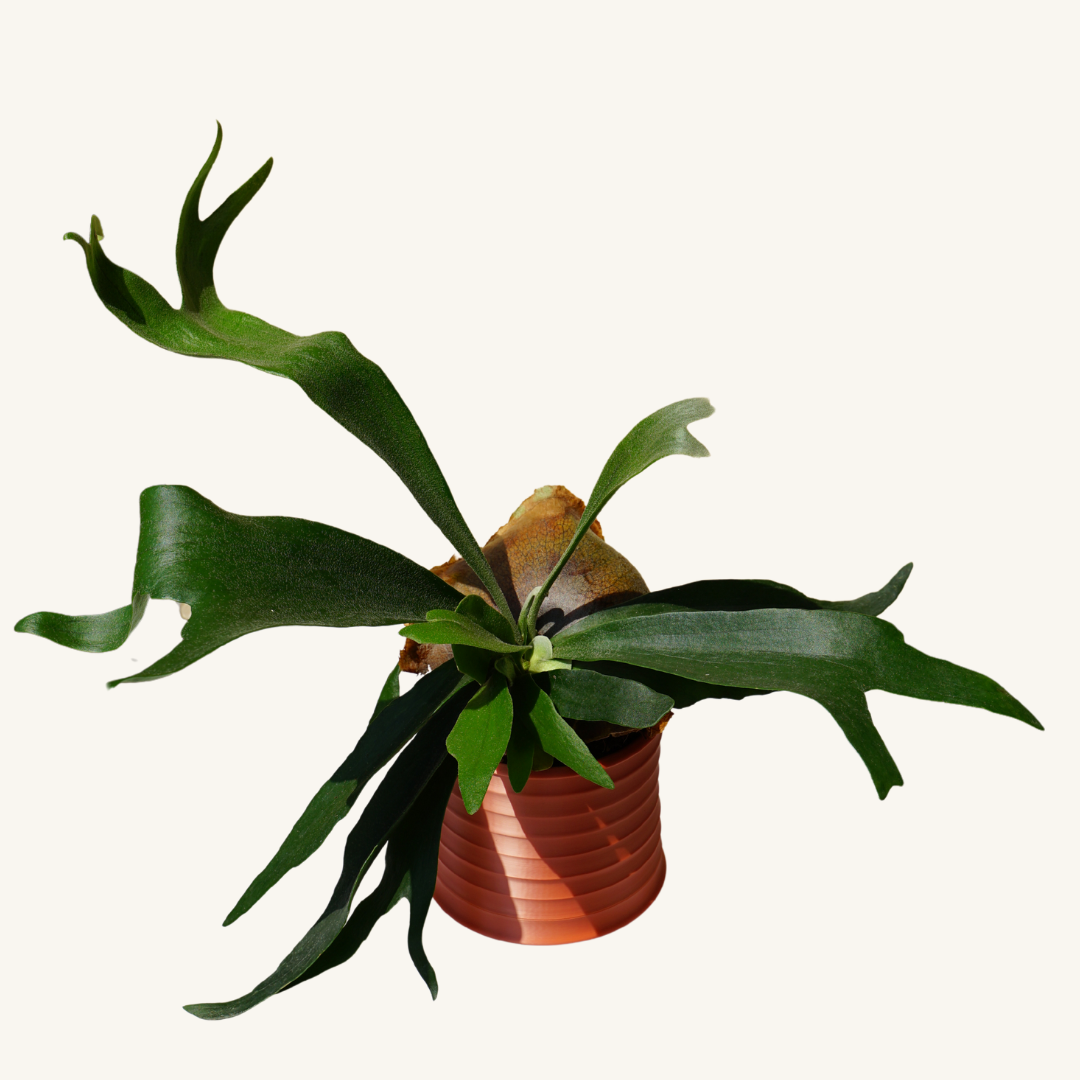 MELLOW BELLO + Staghorn fern