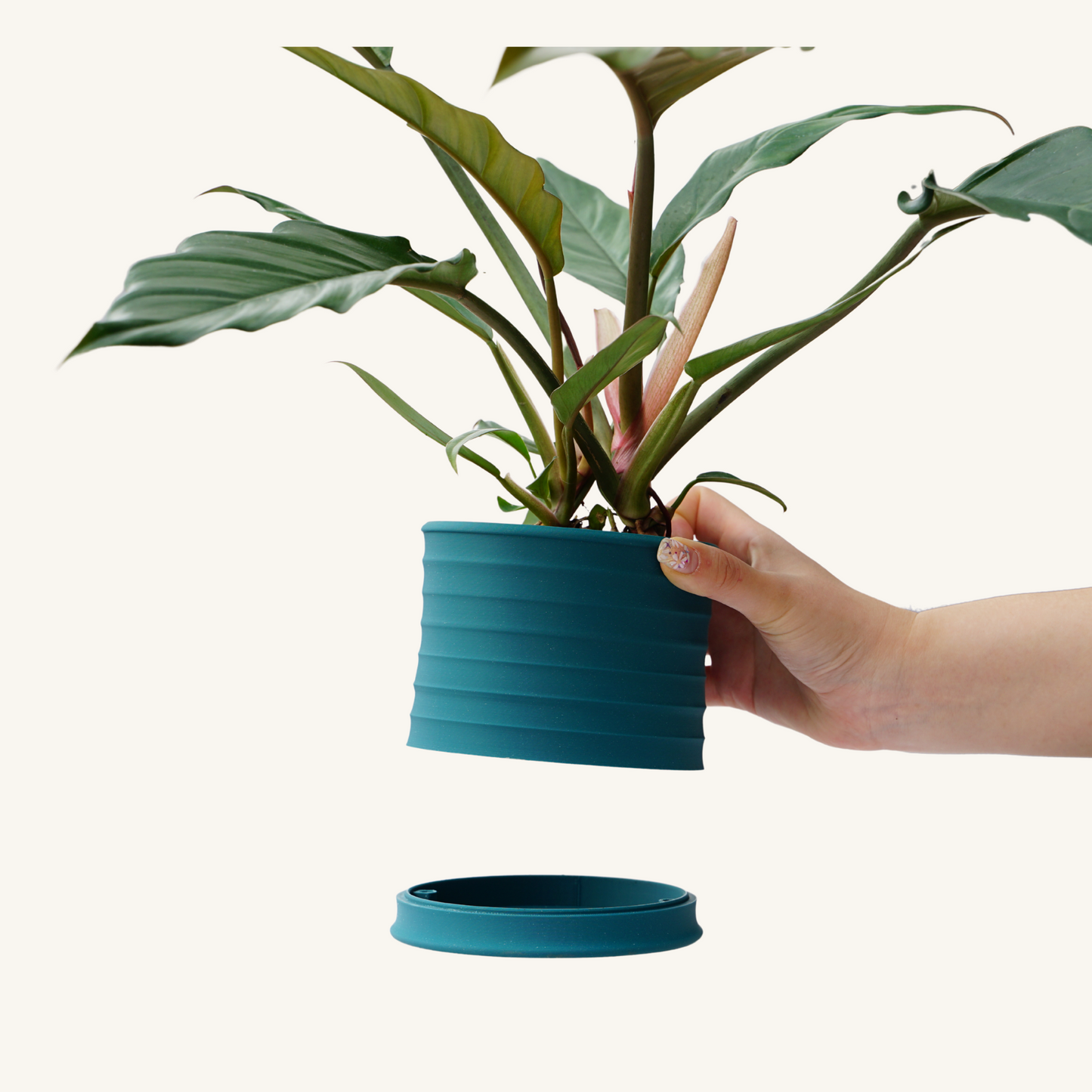 MELLOW BELLO + Philodendron Caramel Pluto