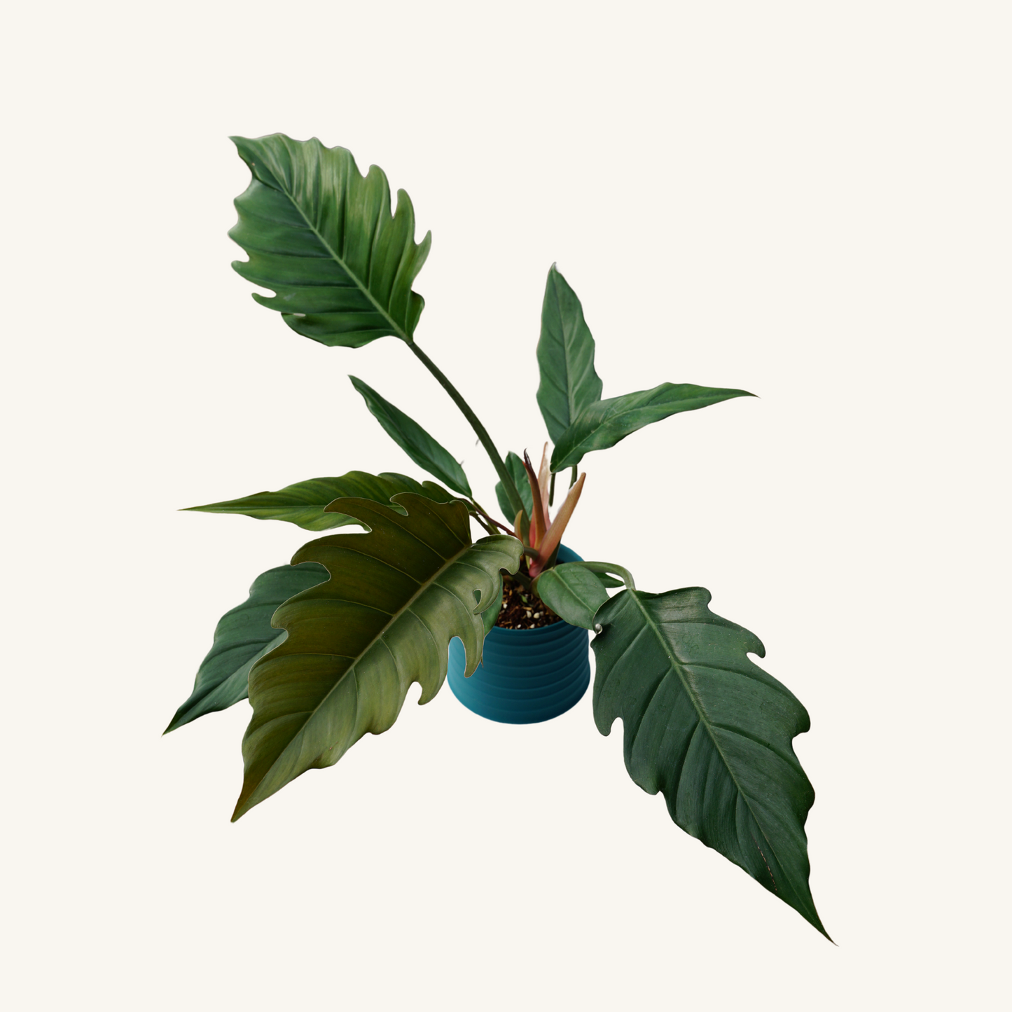 MELLOW BELLO + Philodendron Caramel Pluto