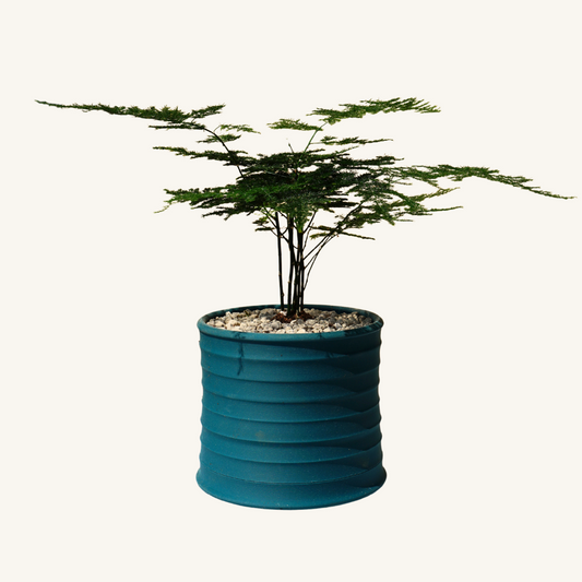 MELLO BELLO + Asparagus fern