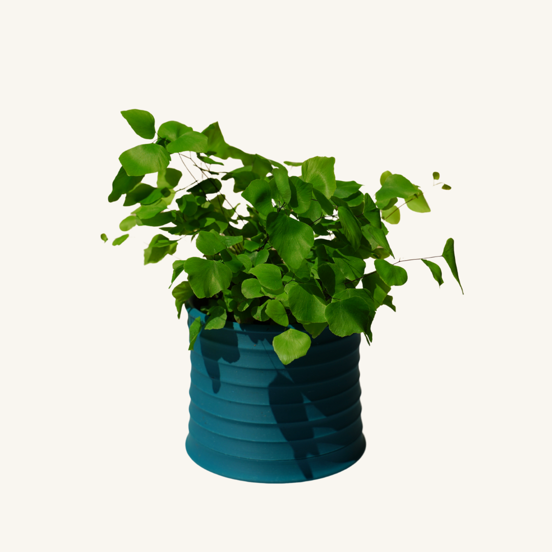 MELLO BELLO + Maidenhair fern