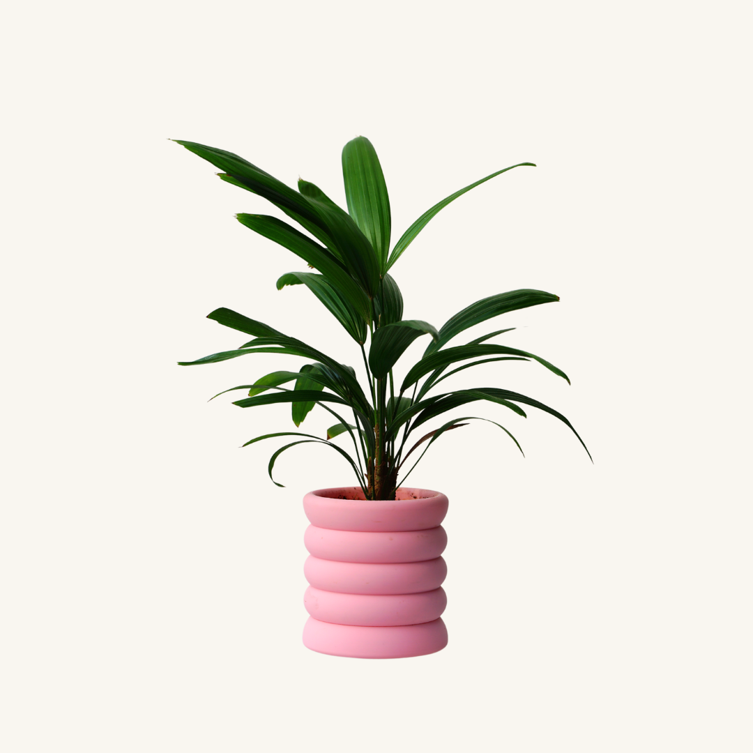 RIBBED + Rhapis Palm