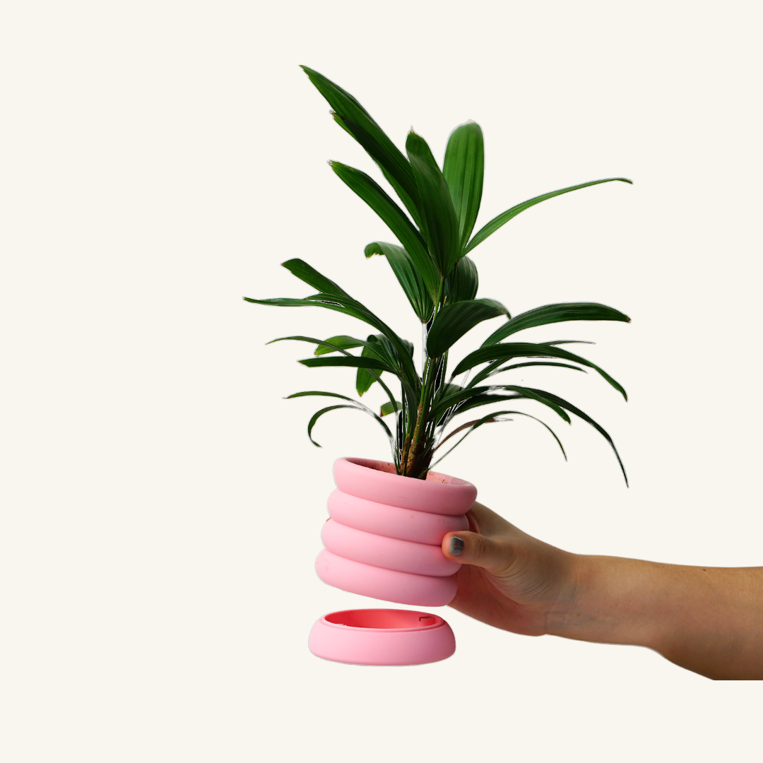 RIBBED + Rhapis Palm