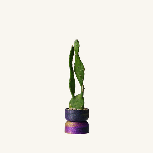 MUFFY MINI  + Succulent / Cactus