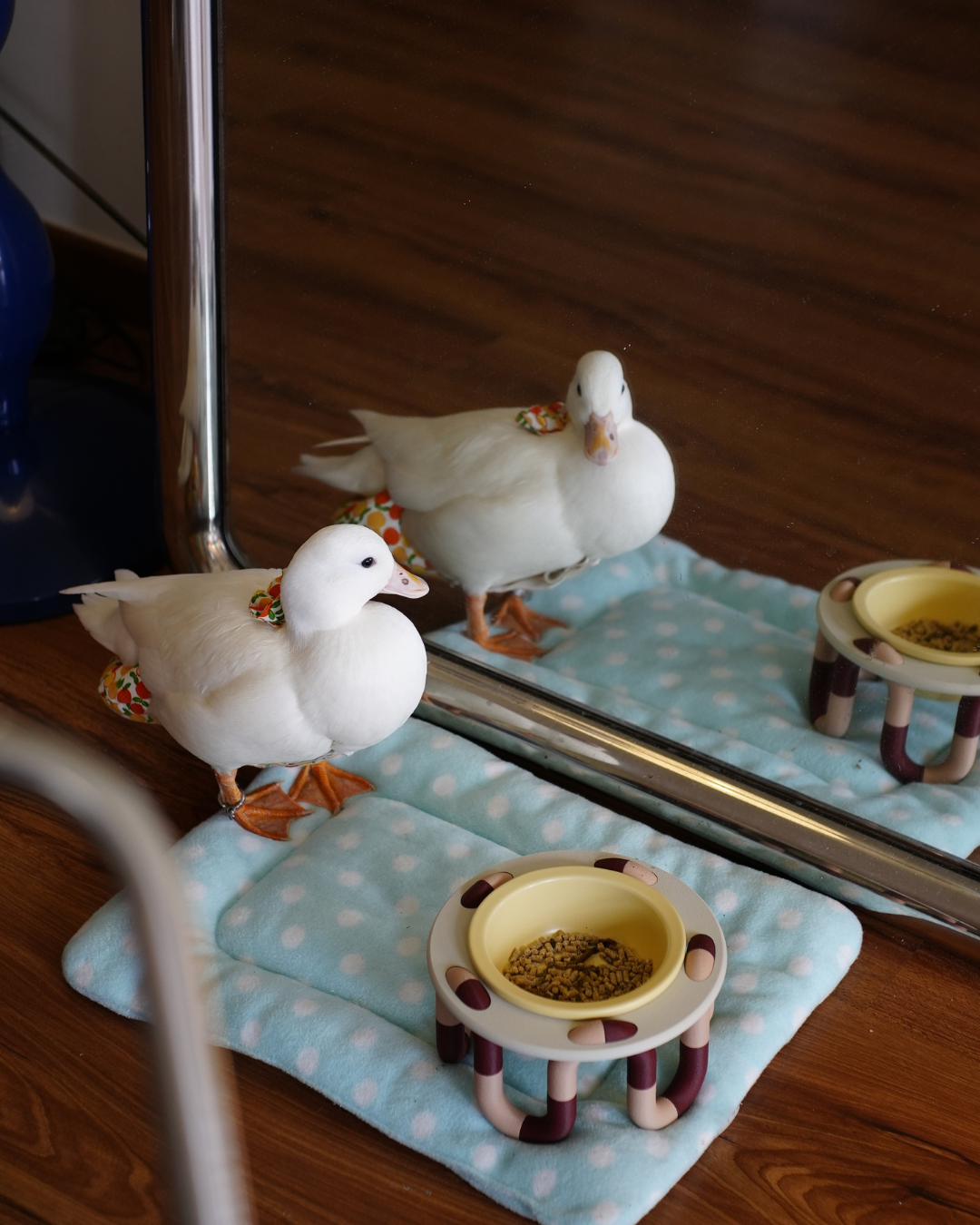 Petite Wiggly Pet Bowl // mix & match