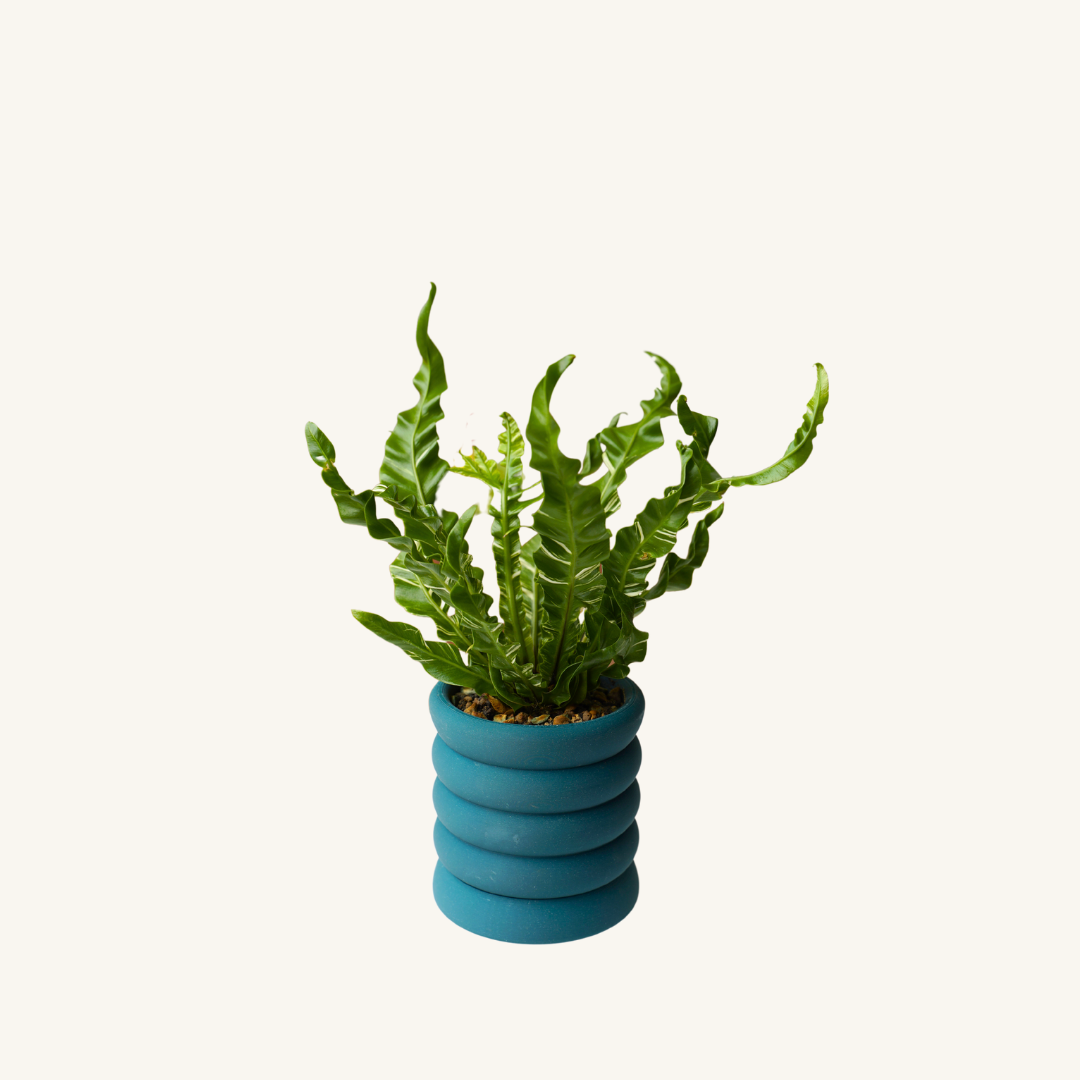 RIBBED + Asplenium Fuzzy Varigated