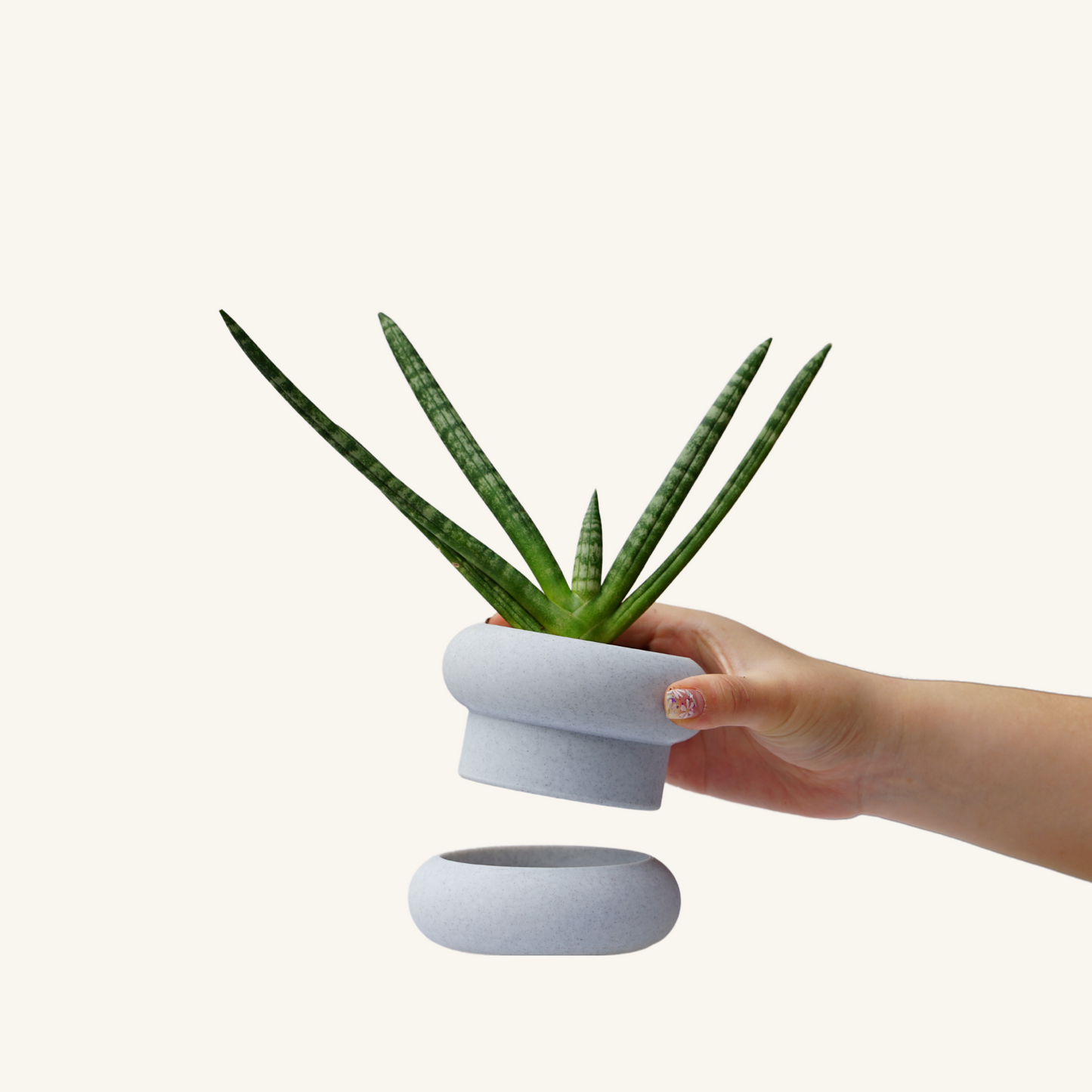 STACK STACK + Sansaveria starfish