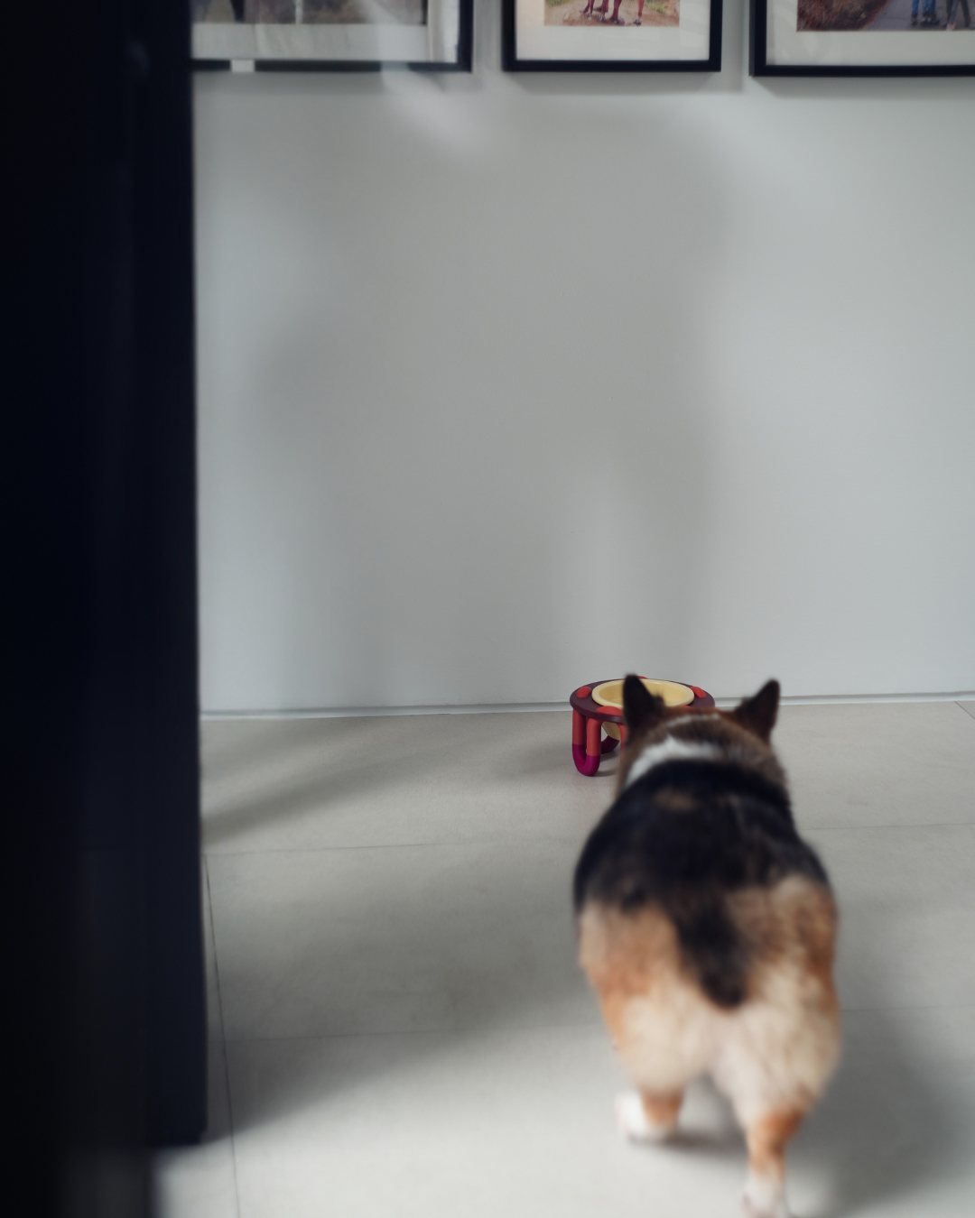 WIGGLY pet bowl