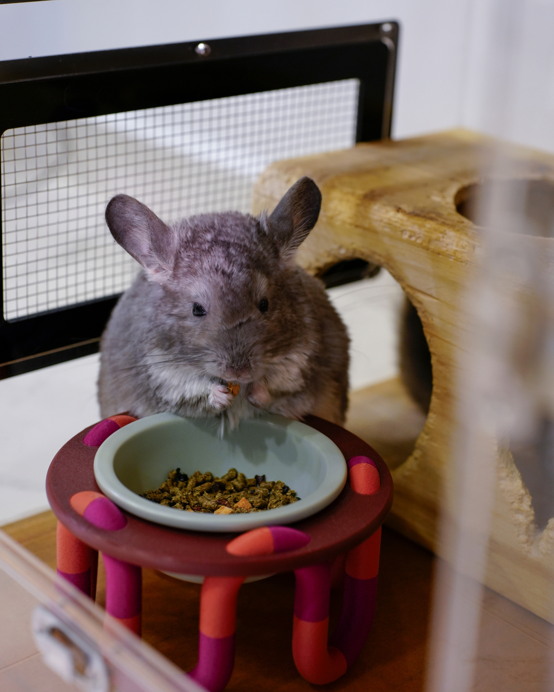 Petite Wiggly Pet Bowl // mix & match