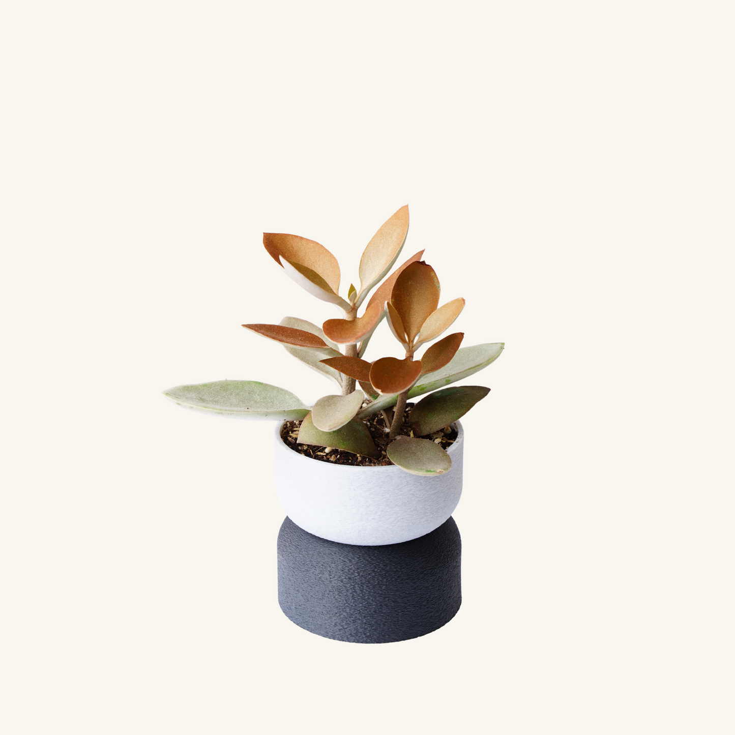 MUFFY planter • Mix & Match