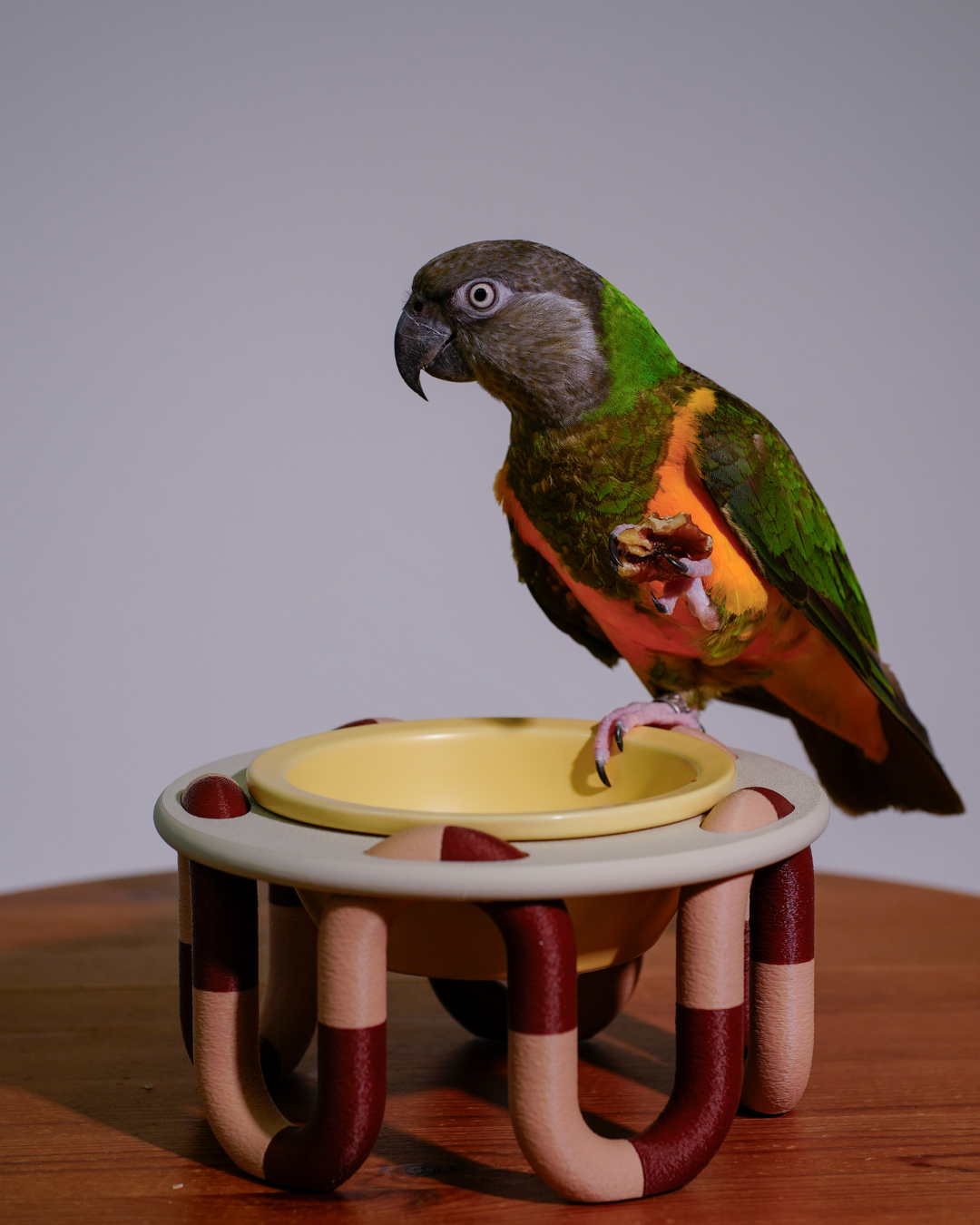 Petite Wiggly Pet Bowl // mix & match