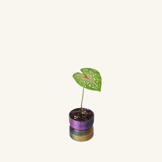 MUFFY MINI  + Caladium Cherry Blossom
