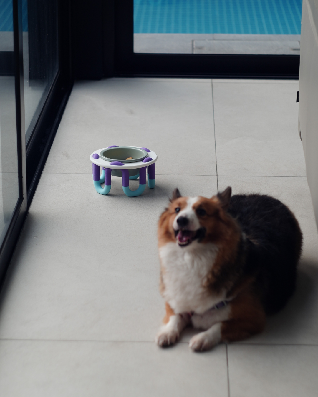 WIGGLY pet bowl // mix & match