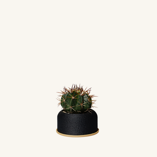 SCRUFFY MIDI + Cactus