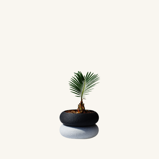 STACK STACK + Sago palm mini (Cycas revoluta)