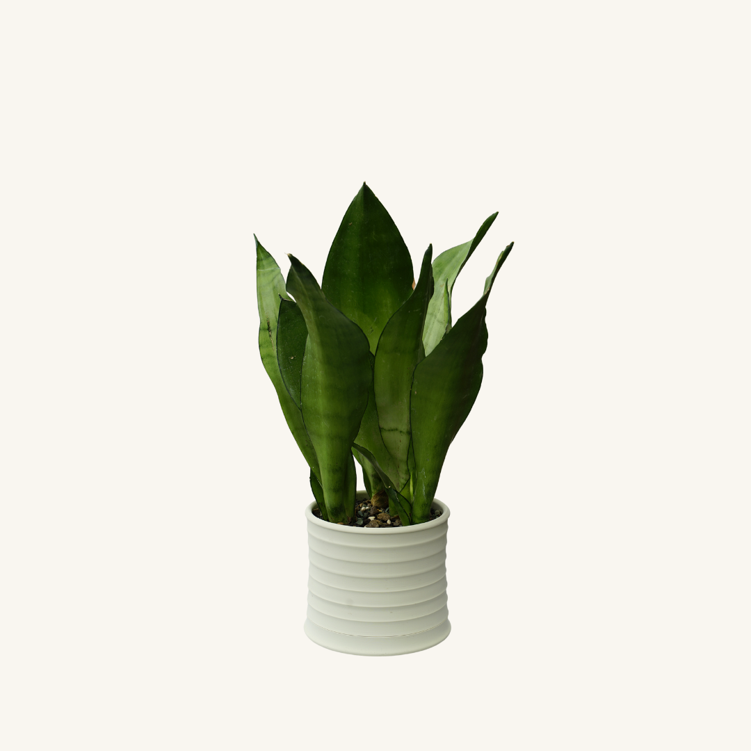 MELLO BELLO planter • Stone